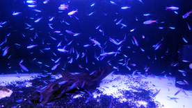 灯鱼热带观赏鱼