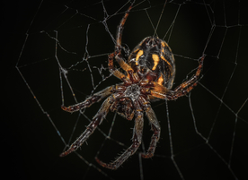 毒蜘蛛