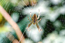 蜘蛛