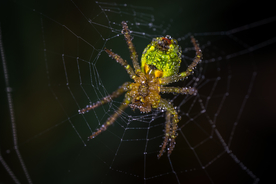 蜘蛛