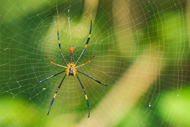 蜘蛛