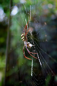 蜘蛛
