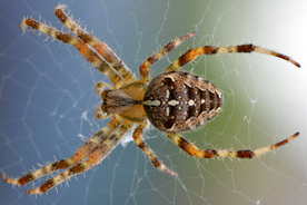 蜘蛛