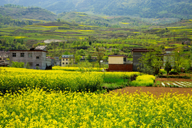 陇南油菜花