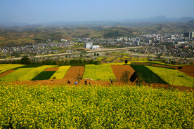 陇南油菜花