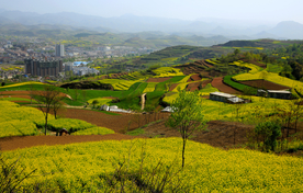 陇南油菜花