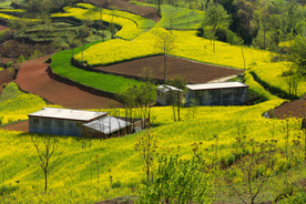 陇南油菜花