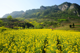 陇南油菜花