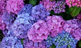 美丽的绣球八仙花