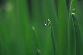 绿叶水珠