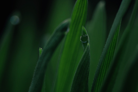 绿叶水珠