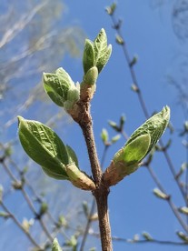 春天来了新嫩芽