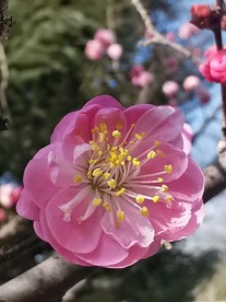 微距粉桃花朵朵