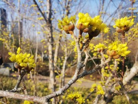 春天迎春花