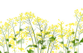 油菜花