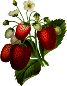草莓插画