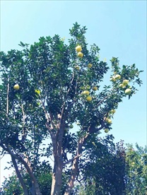 柚子树
