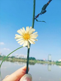 小雏菊