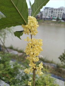 桂花