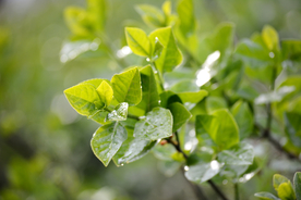 绿色冬青叶嫩芽露水