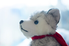 公仔哈士奇狗狗