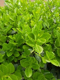 绿叶冬青 嫩芽图片