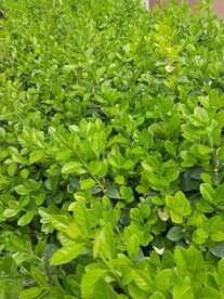 绿叶冬青 嫩芽图片