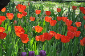 北京植物园的郁金香