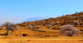 雪山脚下春意浓