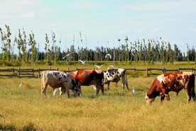 和谐的动物世界