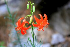 山丹丹花开红艳艳