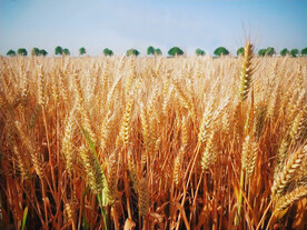 小麦
