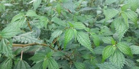 小赤麻野外摄影