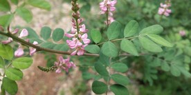 粉色木蓝花摄影