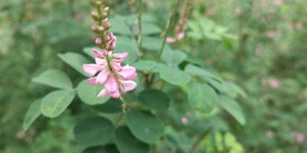 木蓝的花语是高尚的灵魂