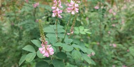 木蓝的花语是高尚的灵魂