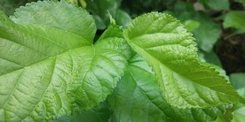 绿色桑树叶摄影