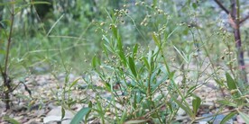 粟米草野外摄影