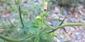 黄花草野外图片