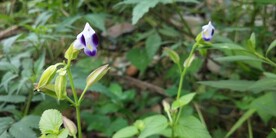 紫斑蝴蝶草图片