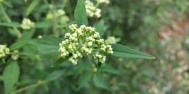 败酱草野外图片