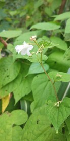 飞蛾藤植物图片