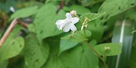 飞蛾藤内容图片