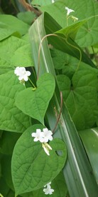 飞蛾藤野外图片