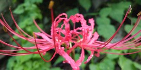 曼珠沙华野外图片