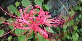 彼岸花野外图片