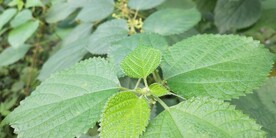 苎麻野外植物图片