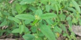  黄花棯野外图片