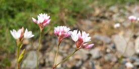 长箭叶蓼植物摄影 