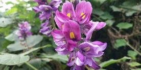 淡紫色葛花图片